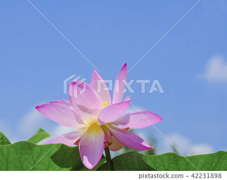 夏天的天空和古老的蓮花 夏天的天空和古老的蓮花 42231898