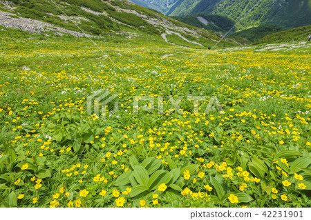 Arakawa-dake Flower Field 1 Arakawa-dake Flower Field 1 42231901