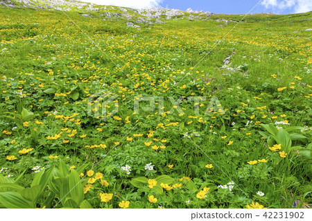 Arakawa-dake Flower Field 2 42231902