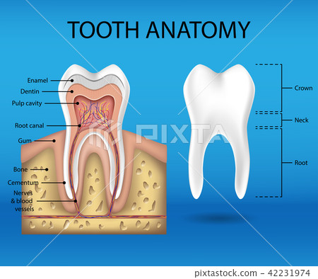 Tooth anatomy infographics. Realistic White Tooth Mockup. Dental health Concept. Medical banner or 42231974