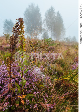 Misty morning dew on mountain meadow 42232159