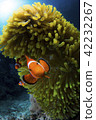 小丑anemonefish和海葵 42232267