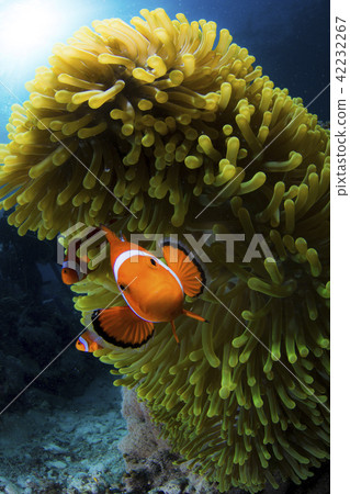 小丑anemonefish和海葵 42232267
