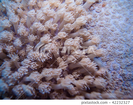 Fellow of Hanagasasango Goniopora sp. Okinawa · Ie Island Fellow of Hanagasasango Goniopora sp. Okinawa · Ie Island 42232327