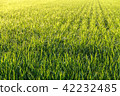夏季稻田 42232485