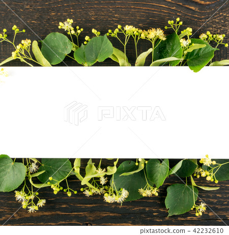 Linden Flowers Background 42232610