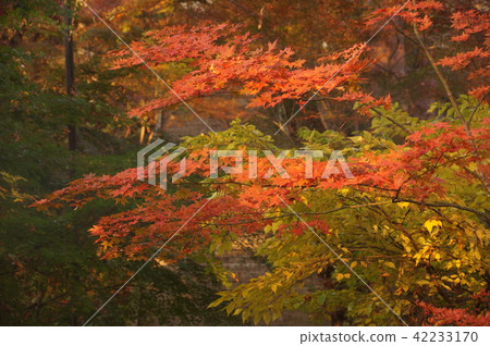 autumn leaves in temple 42233170