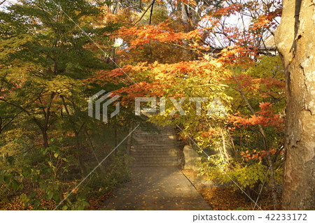 autumn leaves in temple 42233172