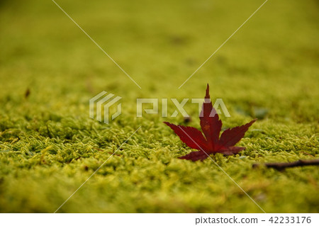 Fallen leaves of the temple 42233176