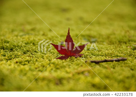 Fallen leaves of the temple 42233178