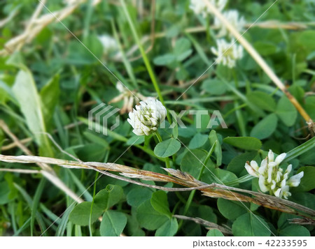 white clover in the meadow, flowers of the plant 42233595