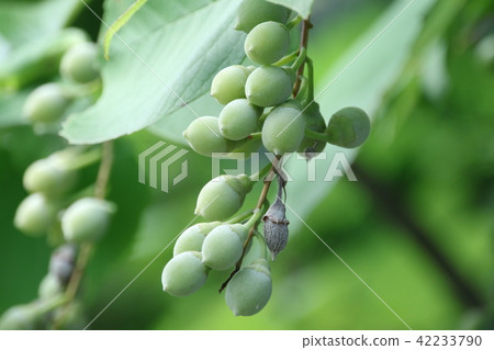 Hare (baiyun tree) Hare (baiyun tree) 42233790