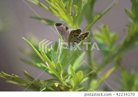 Affiliation 42234170