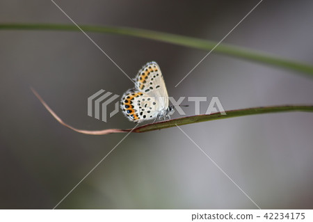 Affiliation 42234175