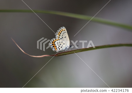 Affiliation Affiliation 42234176