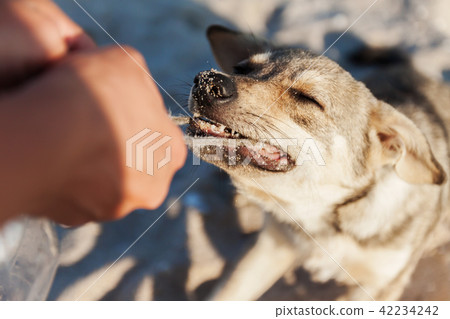 A man plays with a dog, takes away a toy from her, A man plays with a dog, takes away a toy from her, 42234242