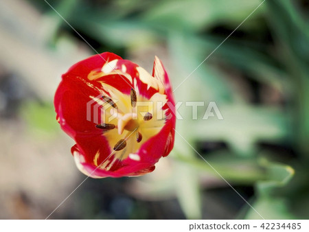 red tulip, stamen, pistil close-up top view red tulip, stamen, pistil close-up top view 42234485