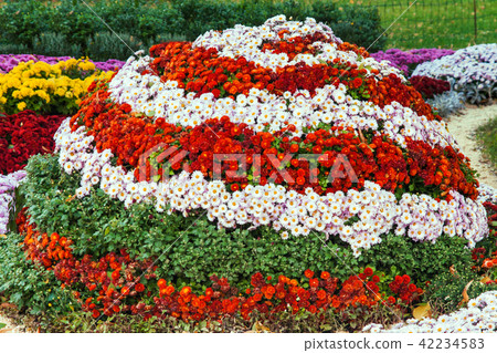 Autumn Chrysanthemum Exhibition in Kiev, Ukraine Autumn Chrysanthemum Exhibition in Kiev, Ukraine 42234583