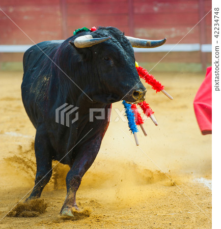 El Toro - Bullfigth corrida 42234748