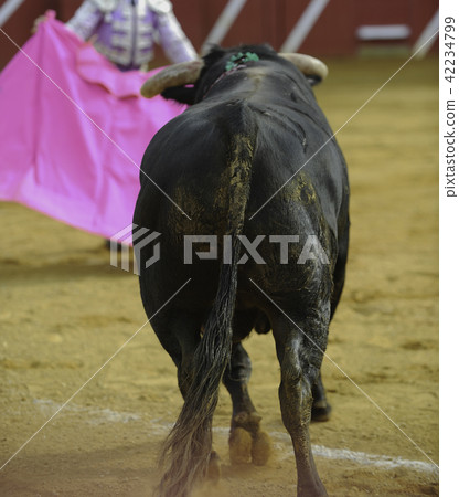 El Toro - Bullfigth corrida 42234799