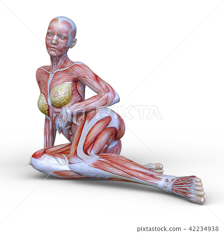 Female human body model 42234938
