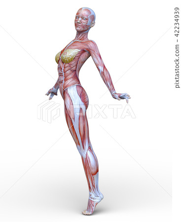 Female human body model 42234939