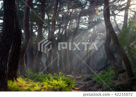 Morning of the Triangle Morning of the Triangle 42235072