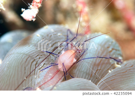泡泡珊瑚蝦 42235094