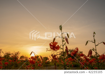 櫻花 42235105