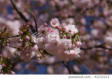 Ri Sakura一葉花語是“美女” Ri Sakura一葉花語是“美女” 42235223