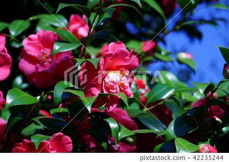 山茶花品種是紅獅子 山茶花品種是紅獅子 42235244