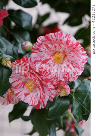 Tsubaki Ezo Nishiki Ezonishiki Flower語言是“樸實無華的恩典” Tsubaki Ezo Nishiki Ezonishiki Flower語言是“樸實無華的恩典” 42235272