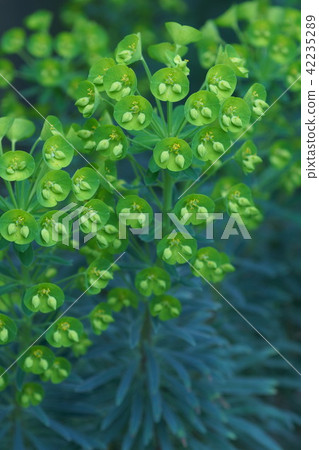 大戟Caracaasu Wolfenya花語言是“誠意” 42235289