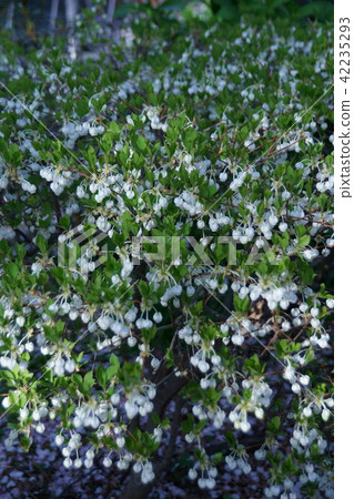 Lighthouse Maniman Dawdan Azalea Flower language is "modest happiness" 42235293