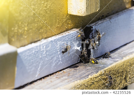 bees fly in the hive. 42235526