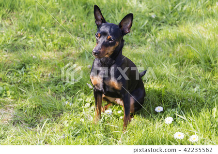 Portrait of a doberman pinscher puppy 42235562
