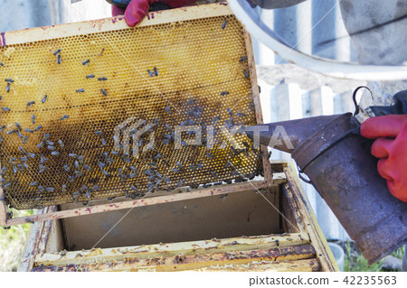 closeup of bees on honeycomb in apiary - selective focus, copy space. closeup of bees on honeycomb in apiary - selective focus, copy space. 42235563