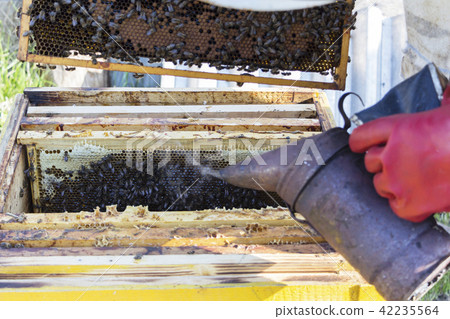 Beekeeper is working with bees and beehives on the apiary. Beekeeper fumigated bee smoker. Beekeeper is working with bees and beehives on the apiary. Beekeeper fumigated bee smoker. 42235564