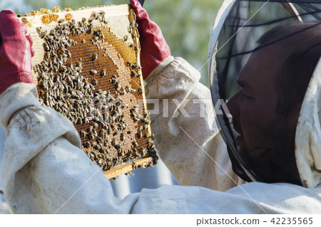 Beekeeper is taking out the honeycomb on wooden frame to control situation in bee colony. Beekeeper is taking out the honeycomb on wooden frame to control situation in bee colony. 42235565