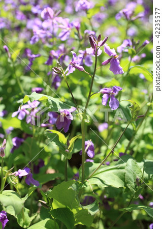 Murasakihanana 42235577