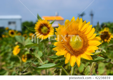 向日葵,夏天的花,花 42236659