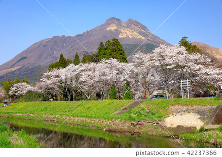 Spring Yufuin along the Oita River Cherry blossom trees and Yufu-dake 42237366