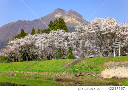 Spring Yufuin along the Oita River Cherry blossom trees and Yufu-dake 42237367