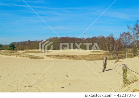 Sand dune in the nature reserve in Hamburg Sand dune in the nature reserve in Hamburg 42237370