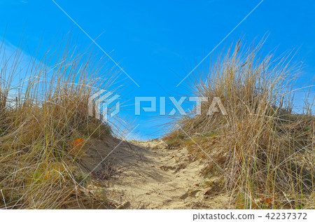 Marram grass on sandy floor, Hamburg, Germany Marram grass on sandy floor, Hamburg, Germany 42237372