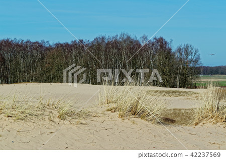 Sandy dunes and a forest in background Sandy dunes and a forest in background 42237569