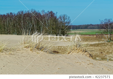Sandy dunes and a forest in background Sandy dunes and a forest in background 42237571