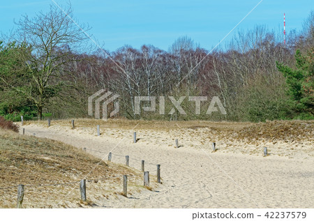 Sandy path with a forest in background Sandy path with a forest in background 42237579
