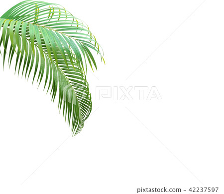 green palm leaf on white background 42237597