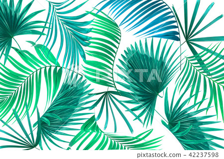 Green leaves of palm tree on white background 42237598